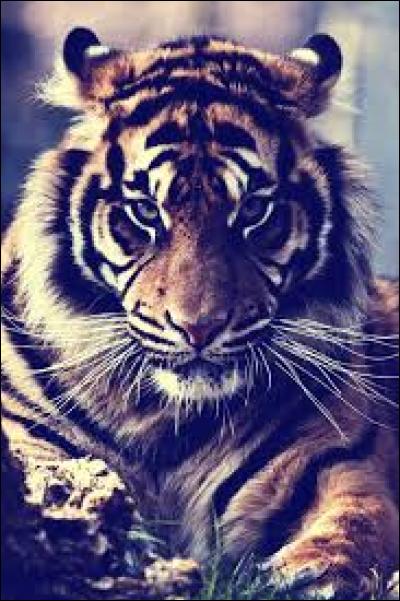 Au début de quel siècle la tigresse de Champawat a-t-elle tué 430 personnes (environ) ?