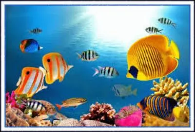 Lequel de ces animaux marins ne possèdent pas d'estomac ?