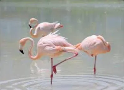 Nous savons que les flamants sont de couleur rose. Mais, à la naissance, de quelle couleur sont-ils ?