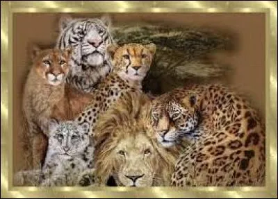 Parmi ces félins, lesquels sont de la même espèce ?