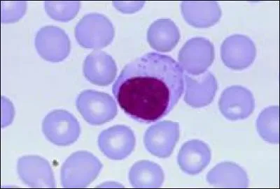 Les lymphocytes B sont capables de sécréter dans le sang :