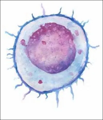 Le rôle des lymphocytes T dans le système immunitaire est :