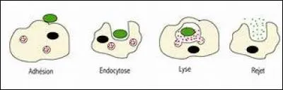 La phagocytose est une réaction immunitaire qui :