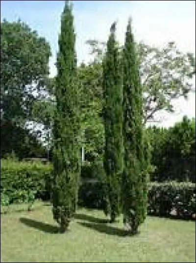 Quel arbre les Grecs utilisaient-ils pour faire les cercueils des soldats morts pour la patrie ?