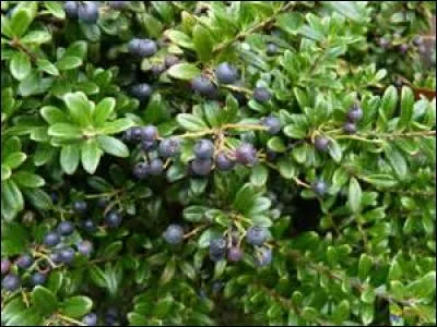 Dans l'Antiquité, pourquoi les Grecs appréciaient-ils les baies de myrte ?