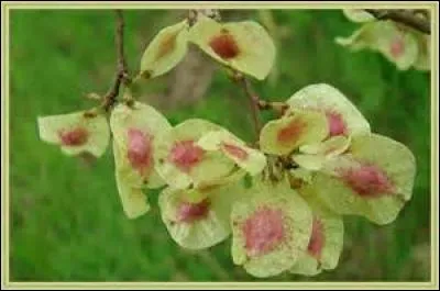 Que font les fruits ailés de l'orme ?