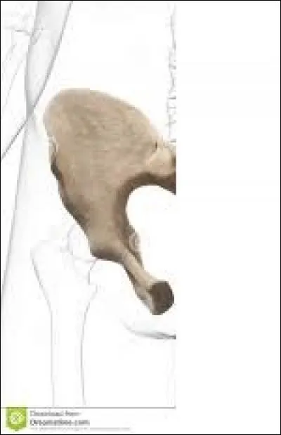 La dénomination internationale de l'os de la hanche est « la scapula ».