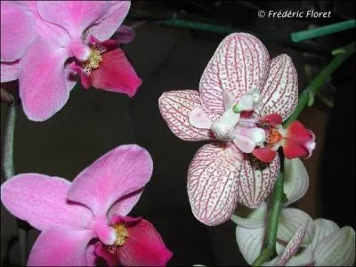 L'animal mystrieux se trouve sur une des fleurs, laquelle ? (agrandissez l'image)