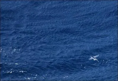 Combien de mtres peut survoler un poisson volant ?