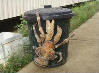 Comment s'appelle cet animal si mignon ?