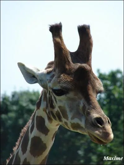 Pourquoi cette giraffe a-t-elle de si longues cornes ?
