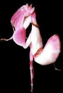 Quel est cet animal ?