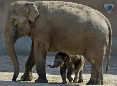 Animaux : quelle est la durée moyenne de gestation d'une éléphante ?