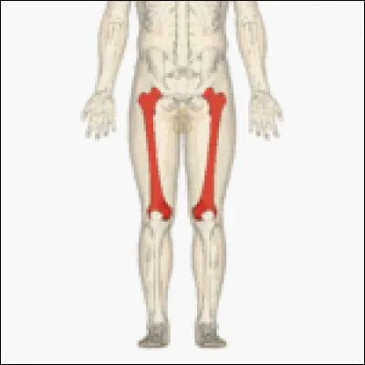 Anatomie : Comment appelle-t-on ces deux os coloriés en rouge ?