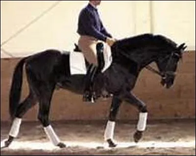 A quelle allure se trouve ce cheval ?