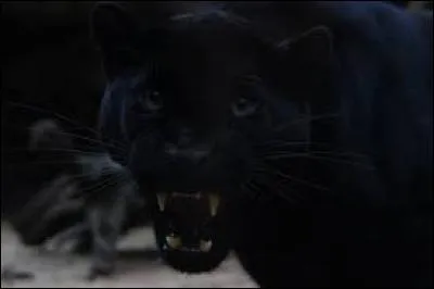 Comment s'appelle la panthère noire ?