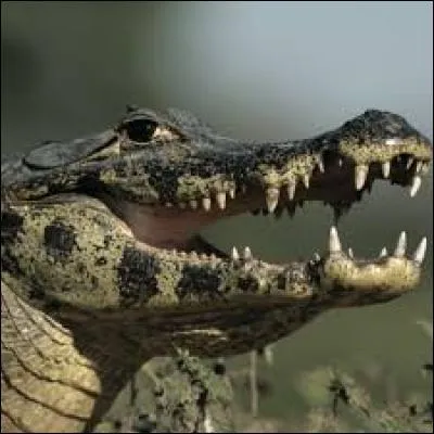 Combien ont-ils de caïmans ?