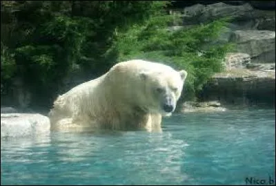 Comment s'appellent les deux ours polaires ?