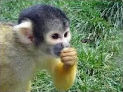 Comment s'appelle le saïmiris sans queue ?