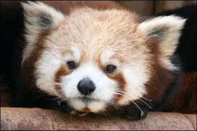 Comment s'appelle le panda roux mâle ?