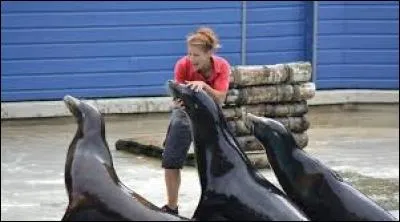 Comment s'appellent les 4 otaries ?