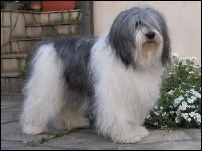 Quelle est la race du chien ?