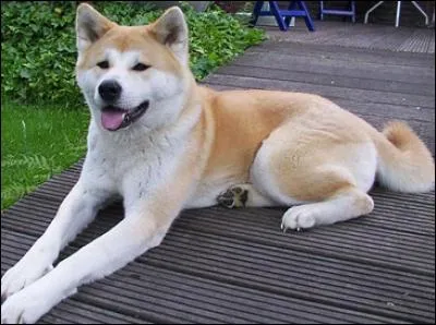 Quel est le nom de race de ce chien ?