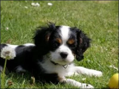 Quelle est la race de ce chien ?