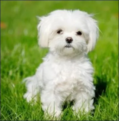 Quelle race est ici représentée ?