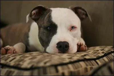 De quelle race est ce chien ?