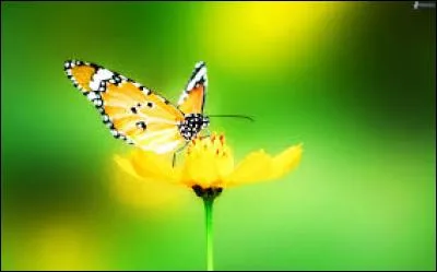 Psychologie. Test de personnalité :