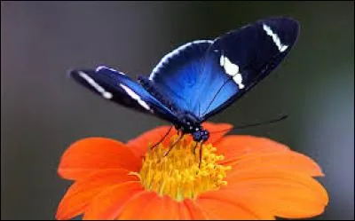 Peut être sans fin :