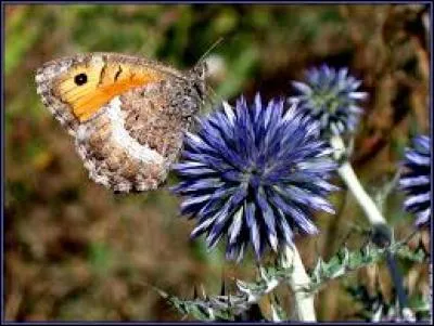 De qualité inférieure, c'est la piquette :