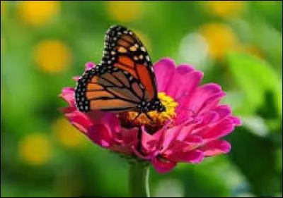 Dix-neuvième lettre de l'alphabet grec :