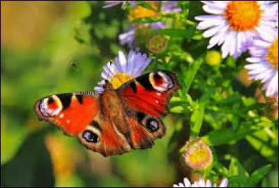 Cuvette large et basse, le plus souvent en zinc, où l'on peut faire des ablutions à grande eau :