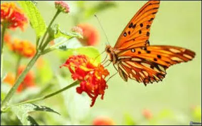 Espace de terre contenu entre deux coteaux :