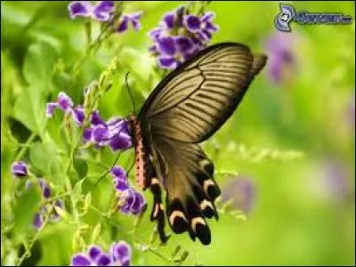 Participe passé du verbe "user" :