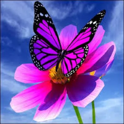 Remorque destinée au transport des chevaux :