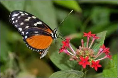 Graffiti tracé ou peint :