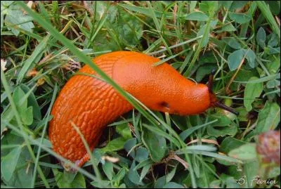 Quel est le nom de cet animal flamboyant?