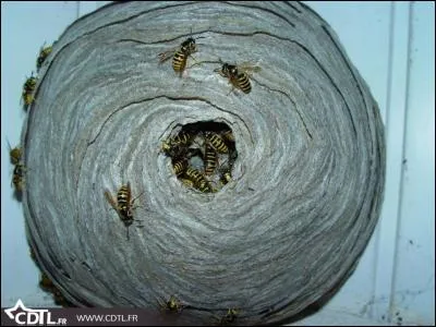 Les nids de guêpes sont construits avec une sorte de pâte séchée qu'elles fabriquent avec leur salive et ...