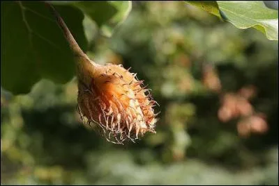 De quel arbre, le fruit en photo provient-il ?