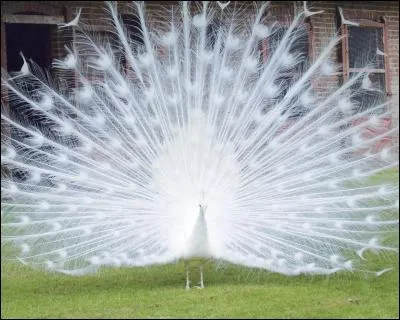 Le paon blanc est un paon albinos.