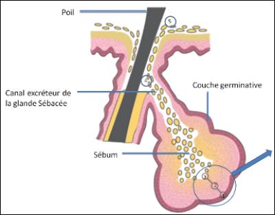 Les glandes sébacées sont présentes sur tout le corps.