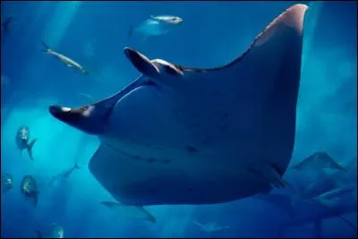 Quel poids peut atteindre la raie manta ?