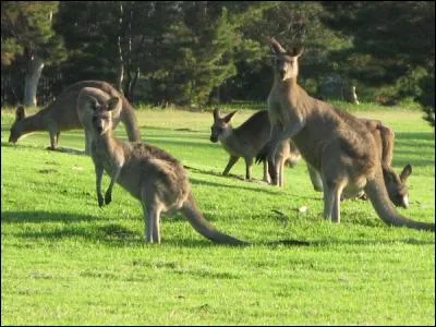 La plupart des mammifères disposent d'un tuteur (un os)dans le pénis, appelé...
