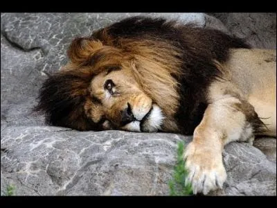 Dans les sociétés animales, qui sont les relégués du sexe?