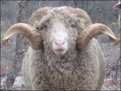 Chez les animaux, qui a les plus gros testicules ?