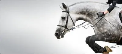 Comment aborder un poney au box ou au pré ?