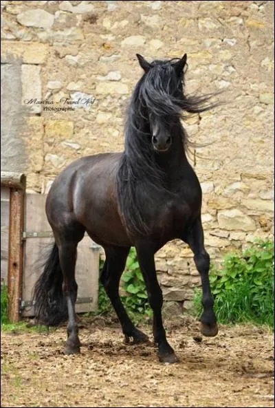 Ce cheval est un :